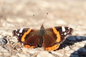 Biodiversità e Biologico Preservare l'Equilibrio Ambientale attraverso l'Agricoltura Sostenibile