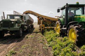 Certificazioni Biologiche La Sicurezza di Prodotti di Qualità e Origine Garantita